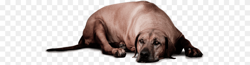 Sad Dog, Animal, Canine, Hound, Mammal Free Png