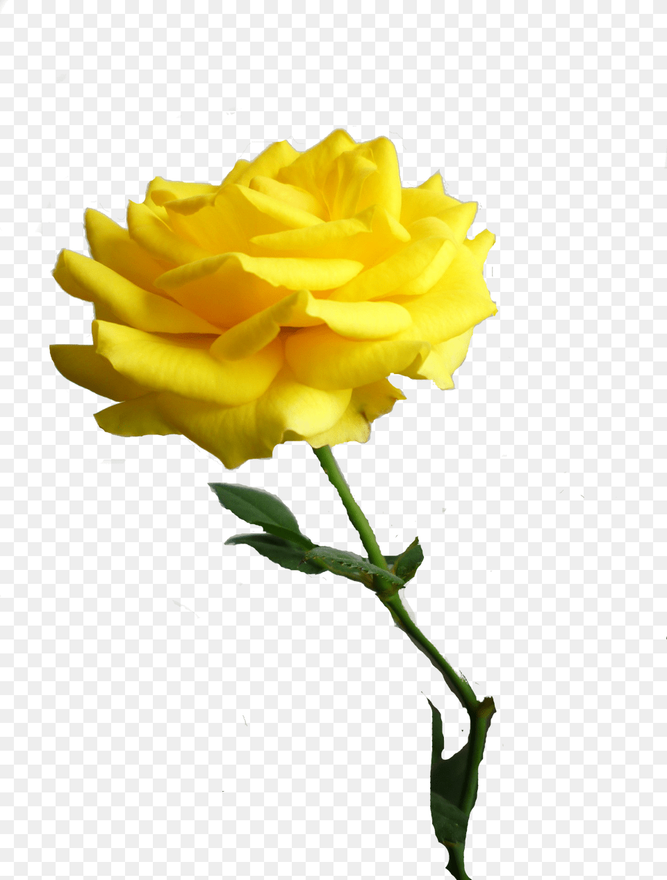 Yellow Roses, Flower, Plant, Rose, Petal Png