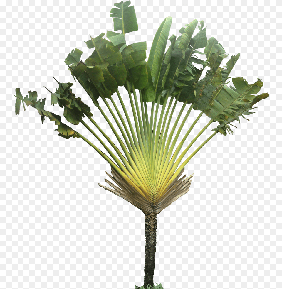 Plants Plant Images Trees To Ravenala Madagascariensis, Leaf, Palm Tree, Tree Png Image