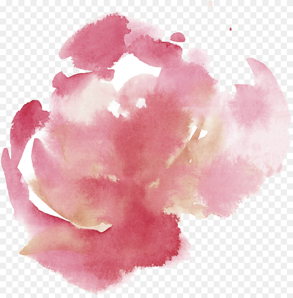 Insta, Flower, Petal, Plant, Rose Free Transparent Png