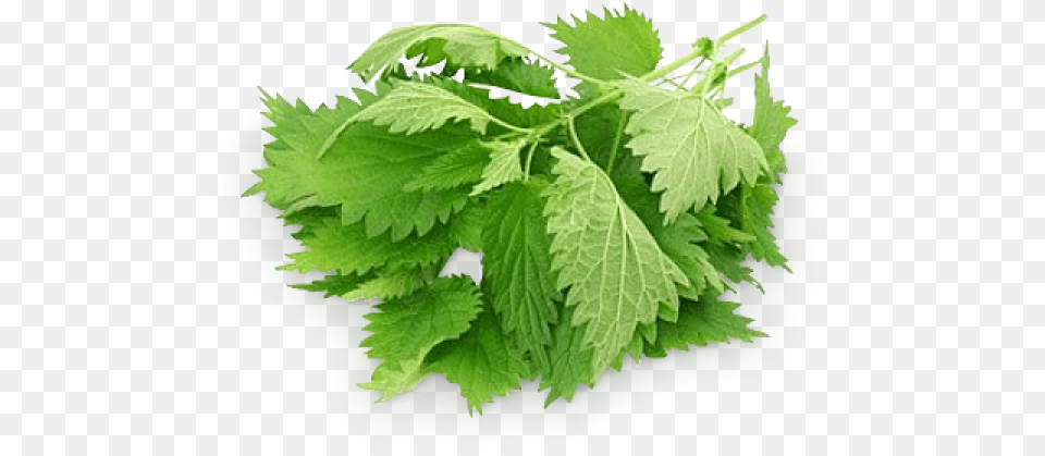 Parsley, Herbal, Herbs, Leaf, Plant Png