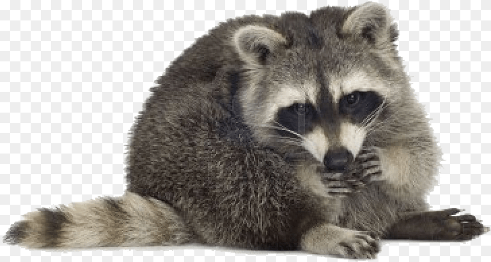 Racoon, Animal, Mammal, Raccoon, Bear Png Image