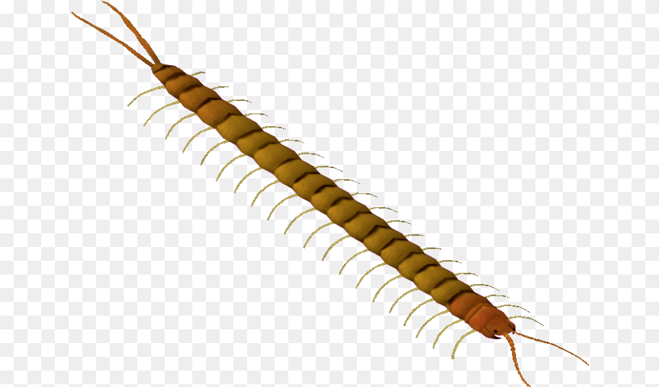 Centipede, Mace Club, Weapon, Animal Free Transparent Png