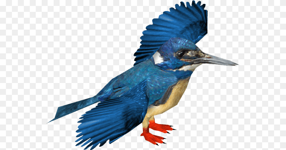 Kingfisher, Animal, Bird, Jay, Bluebird Png Image