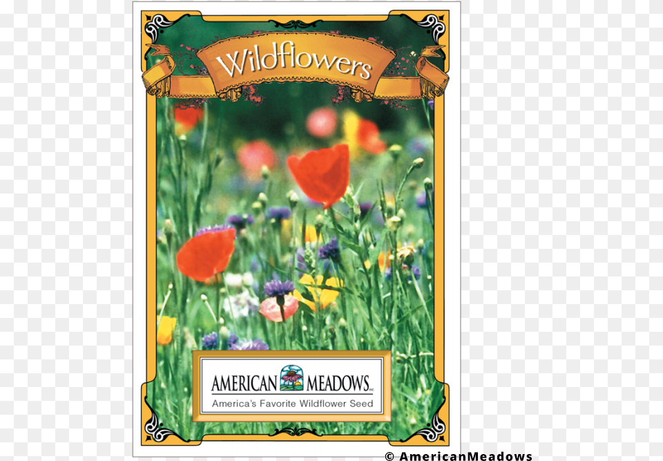 Wildflowers, Flower, Plant, Advertisement, Field Free Png