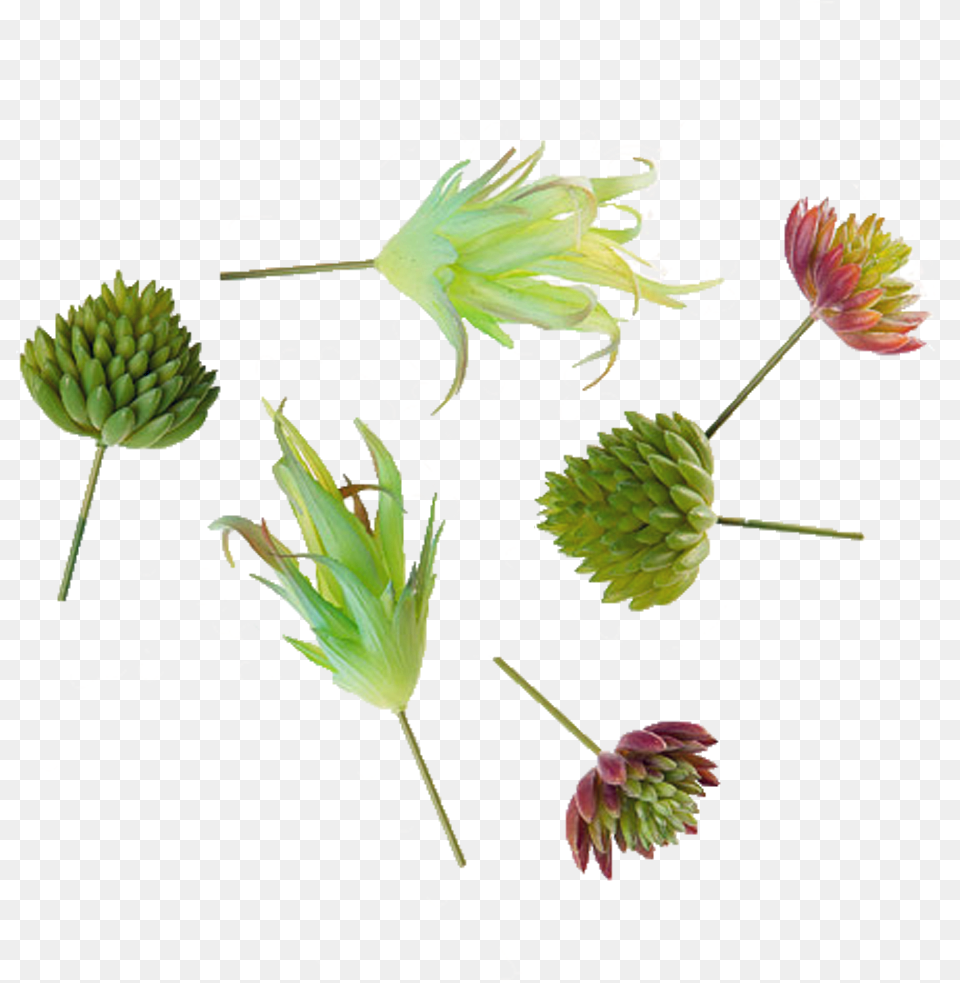 Succulents, Plant, Tree, Bud, Flower Png Image