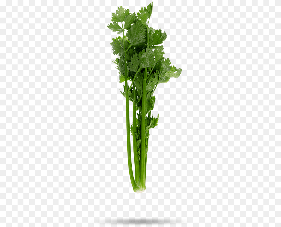 Celery, Herbs, Plant, Parsley, Food Free Png Download