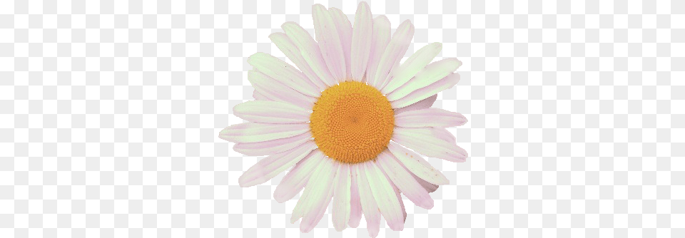 Chamomile, Daisy, Flower, Petal, Plant Free Transparent Png