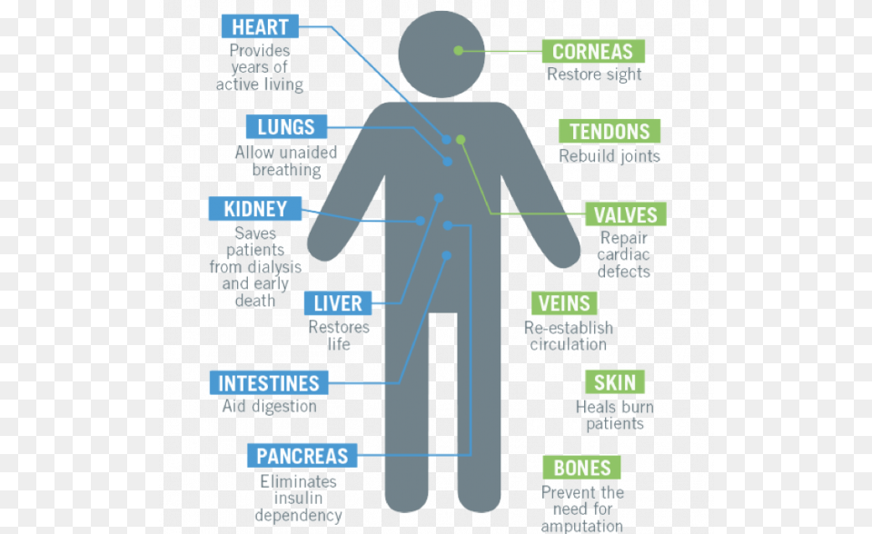 Tissues, Chart, Plot, Measurements Free Png Download