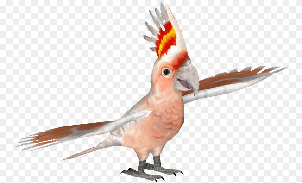 Cockatoo, Animal, Bird, Parrot Png Image