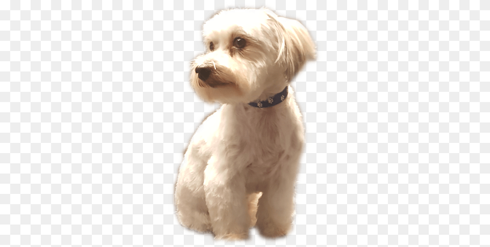 Egal, Animal, Canine, Dog, Mammal Png Image