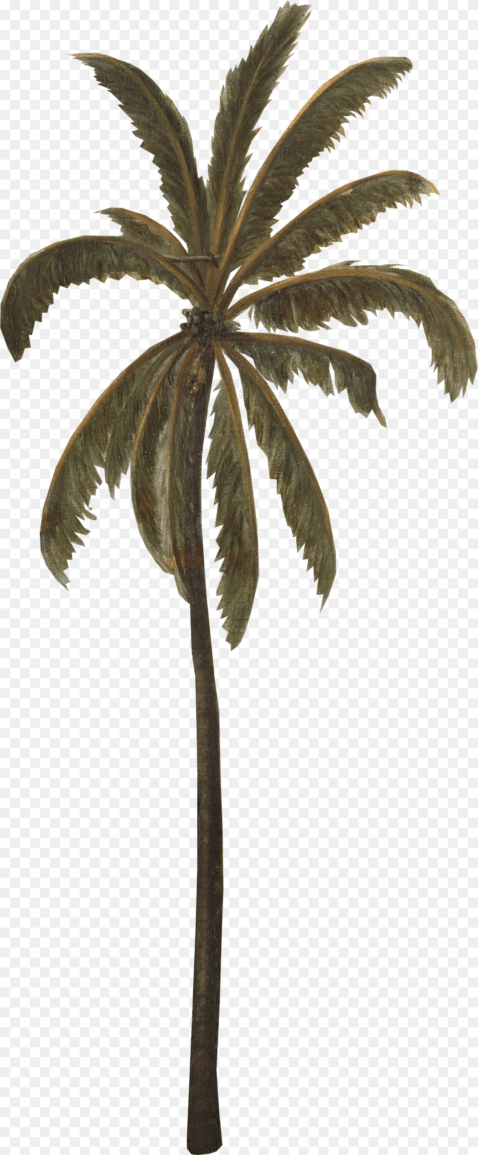 Palm Tree Leaf, Palm Tree, Plant Free Transparent Png