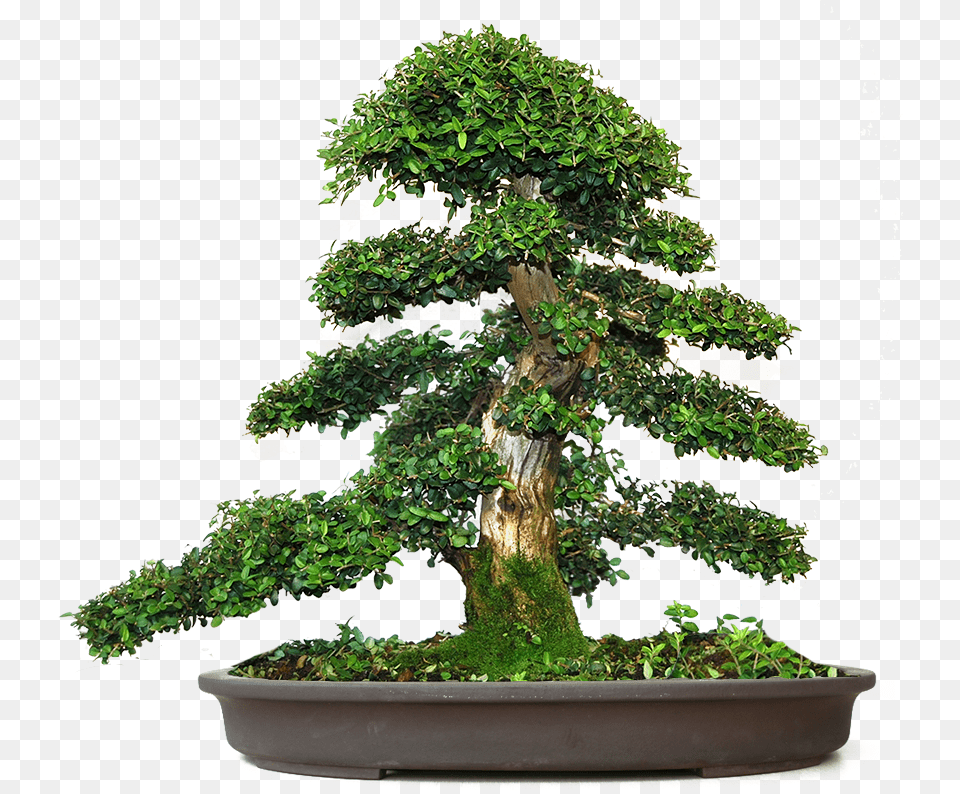 Bonsai, Plant, Potted Plant, Tree Free Png