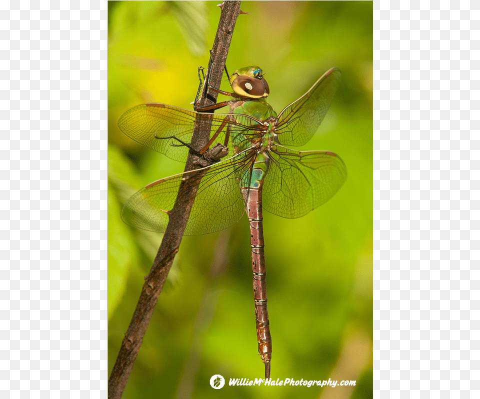 Dragonfly Wings, Animal, Insect, Invertebrate Png