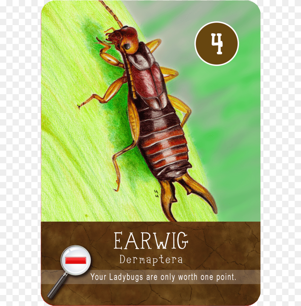 Cricket Bug, Animal, Insect, Invertebrate Free Png