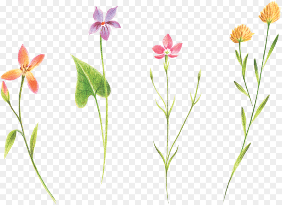 Florals, Acanthaceae, Flower, Petal, Plant Png Image