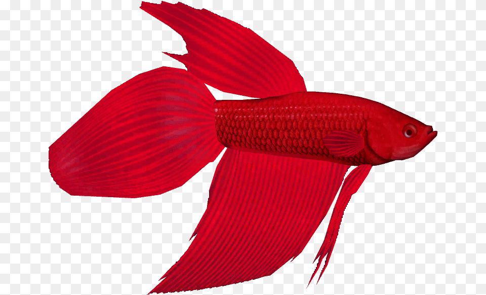 Betta Fish, Animal, Sea Life Free Transparent Png