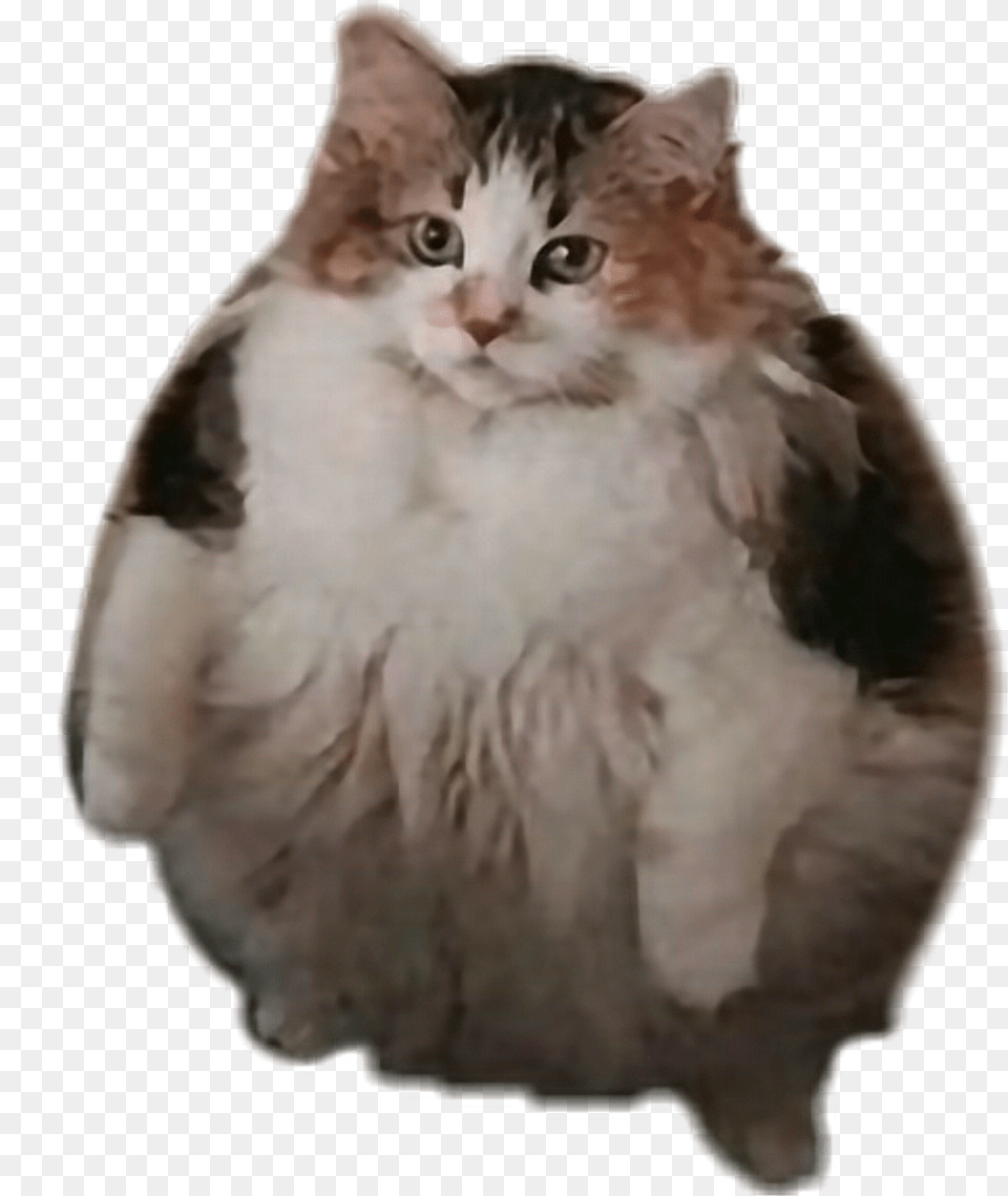 Fat Cat, Angora, Animal, Mammal, Manx Free Png