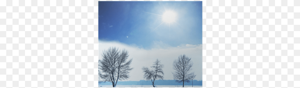 Winter Tree, Nature, Outdoors, Plant, Sky Png