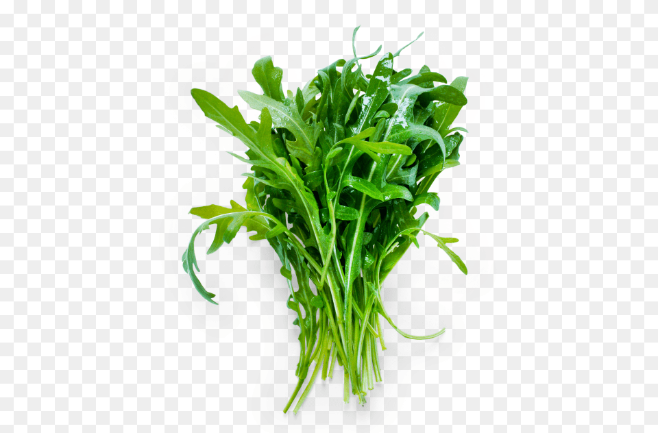 Grass, Arugula, Food, Leafy Green Vegetable, Plant Png Image