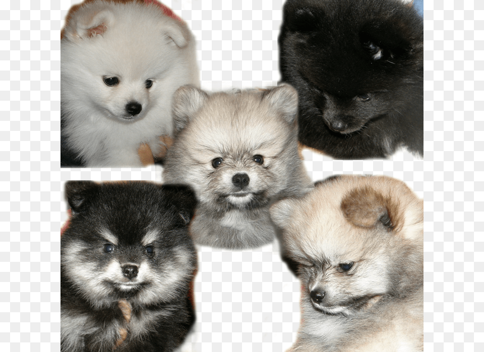 Pomeranian, Animal, Canine, Dog, Mammal Free Transparent Png