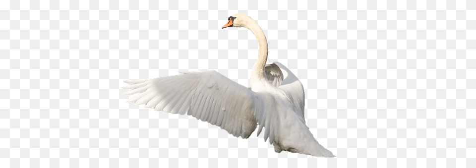 Animal, Bird, Swan Png