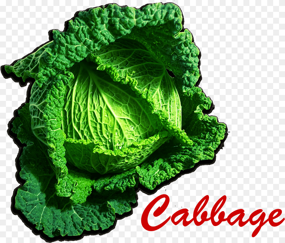 Cabbage, Food, Leafy Green Vegetable, Plant, Produce Free Transparent Png