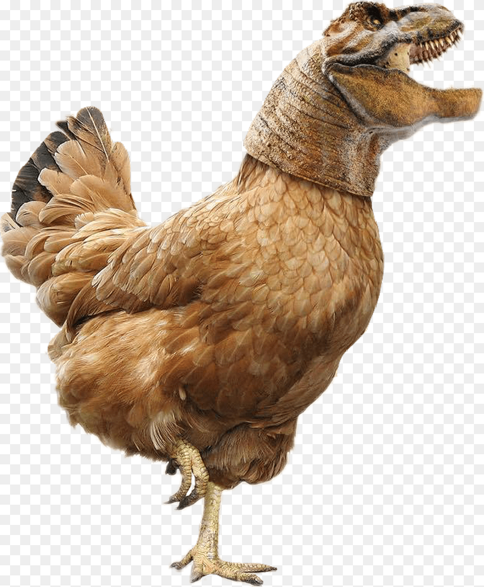Chicken Little, Animal, Bird, Fowl, Poultry Png Image