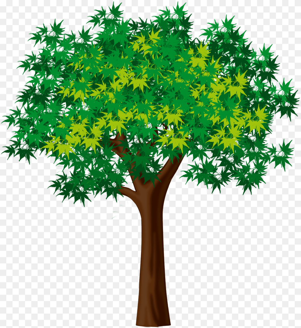 Arboles, Vegetation, Leaf, Maple, Tree Png Image