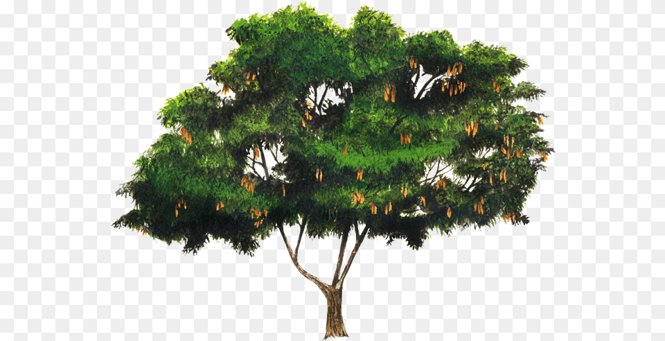 Arbol, Oak, Plant, Sycamore, Tree Png