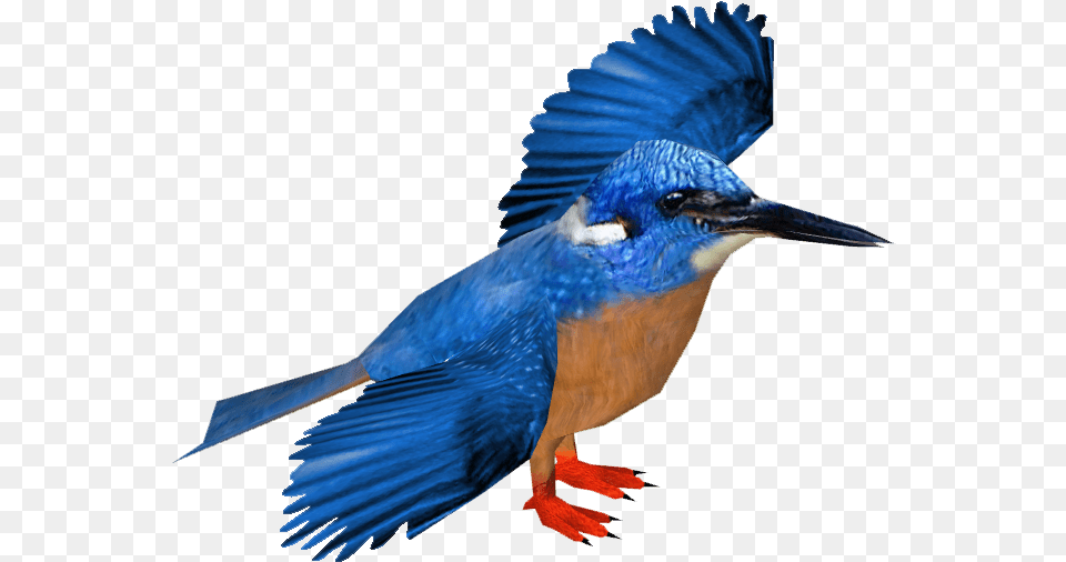 Kingfisher, Animal, Bird, Jay, Bluebird Free Png
