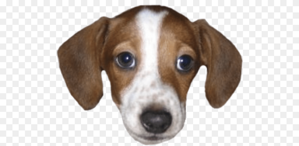 Residentsleeper, Animal, Canine, Dog, Hound Png Image