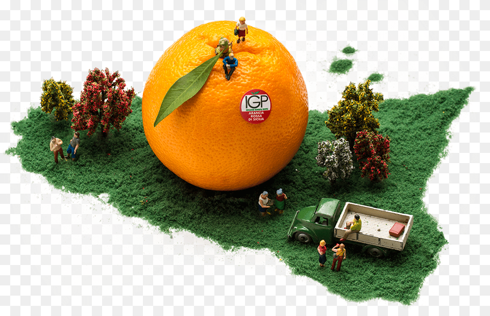 Oranges, Citrus Fruit, Food, Fruit, Grapefruit Free Png Download