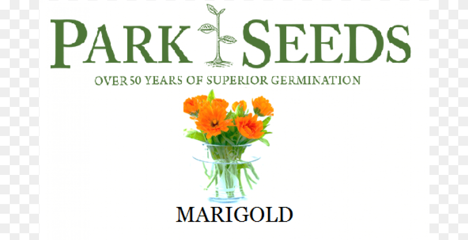 Marigold Flower, Art, Pattern, Graphics, Flower Arrangement Free Transparent Png