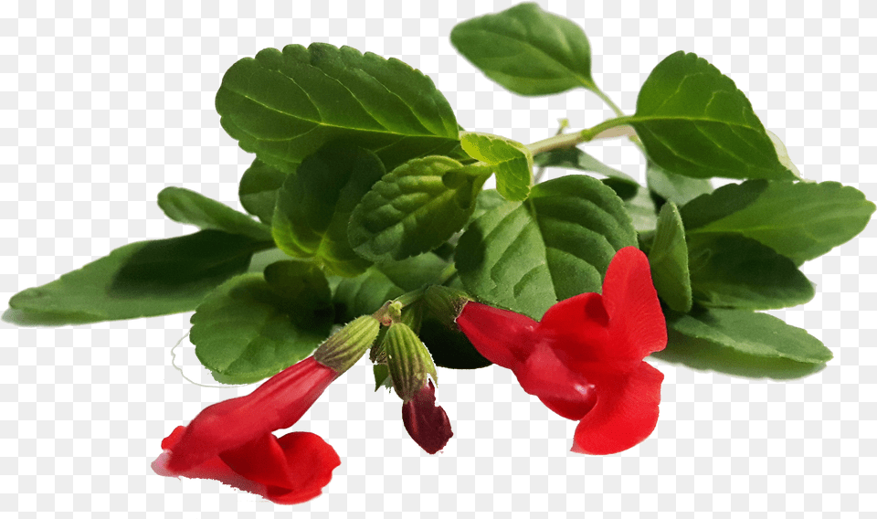 Flower Plant Top View Png Image