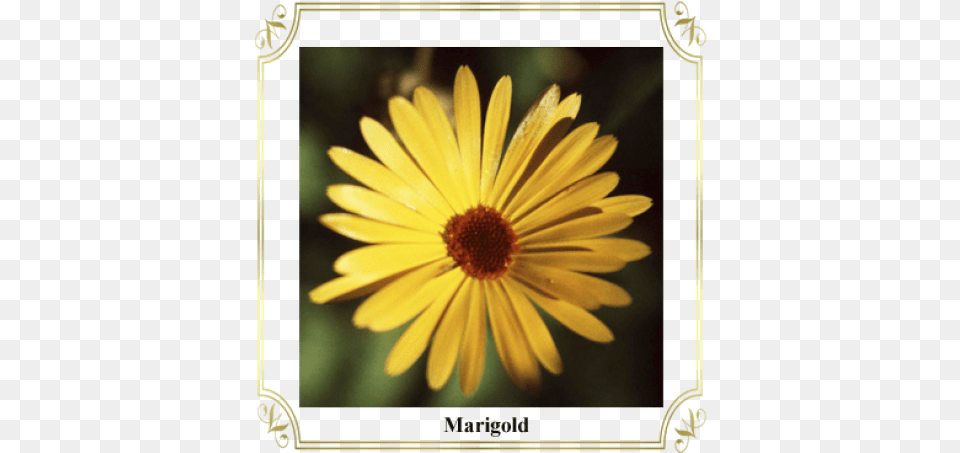 Marigold, Daisy, Flower, Petal, Plant Free Transparent Png