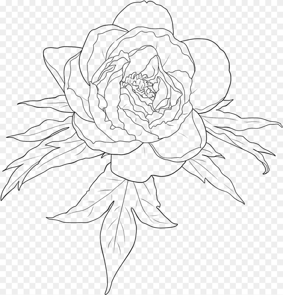 Flower Outline, Gray Png Image