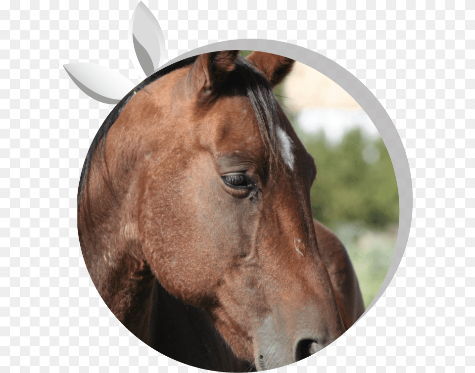 Horse Head, Animal, Colt Horse, Mammal Free Transparent Png