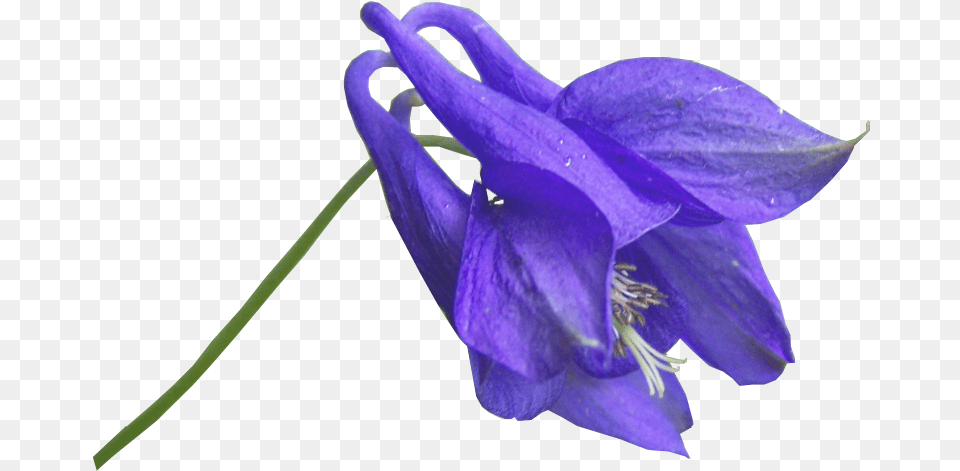 Blue Flower, Iris, Plant, Aquilegia Free Transparent Png