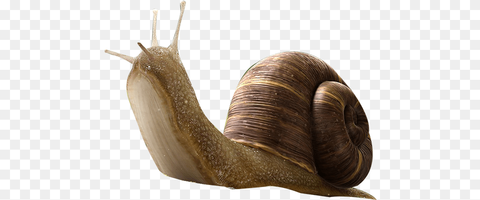 Snail, Animal, Insect, Invertebrate Free Transparent Png