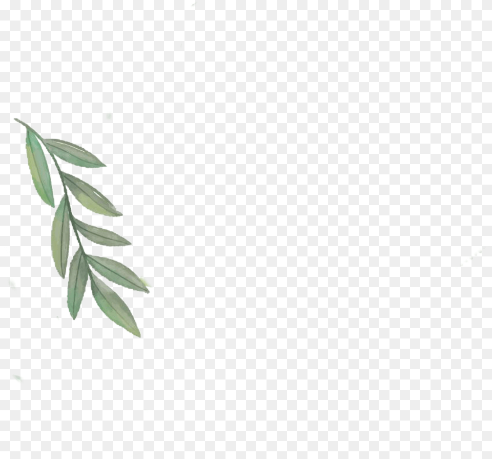 Tropical Leaf, Green, Plant, Vegetation, Art Free Png