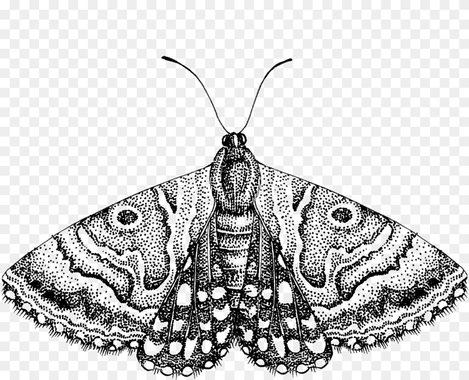 Moth, Animal, Butterfly, Insect, Invertebrate Png