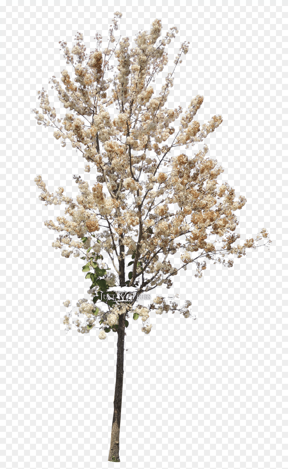 Spring Tree, File, Webpage, Computer, Electronics Png Image