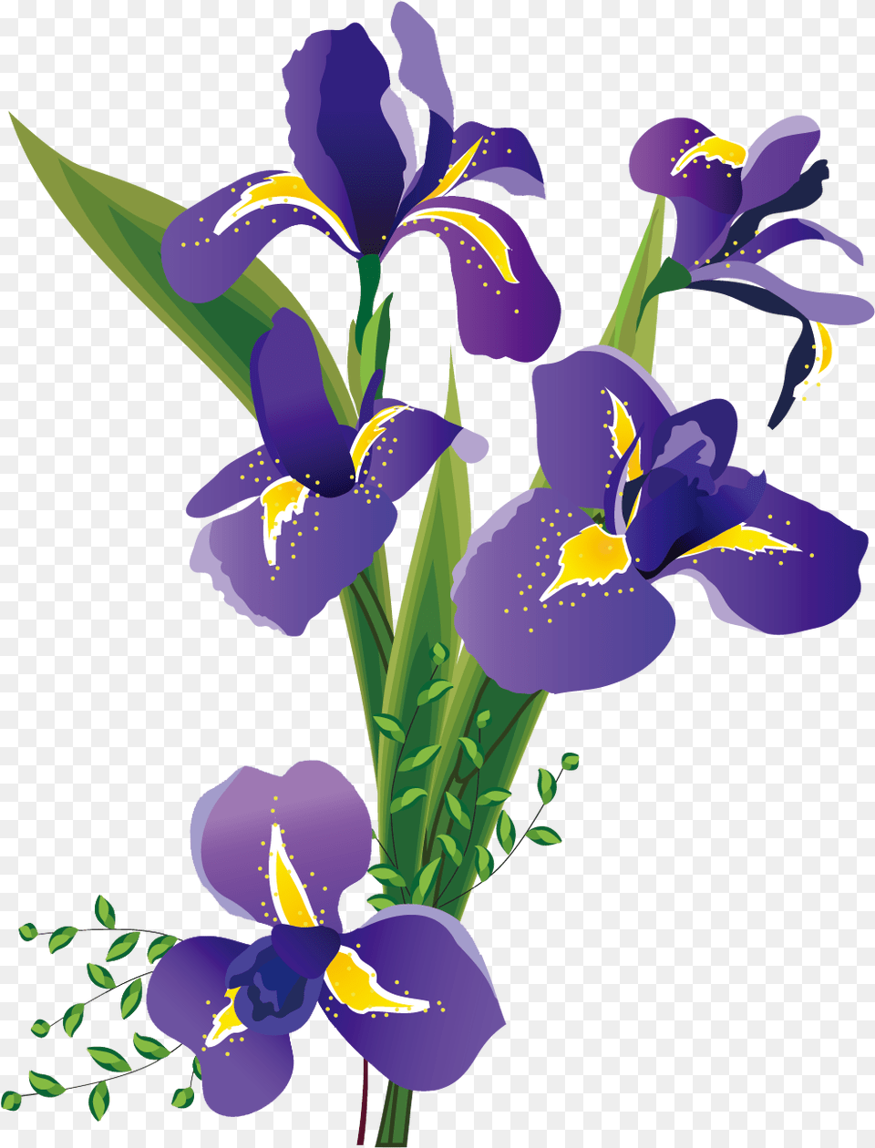 Flower Painting Iris Flowers Iris Sibirica Flower Illustration, Plant, Purple, Petal Png Image