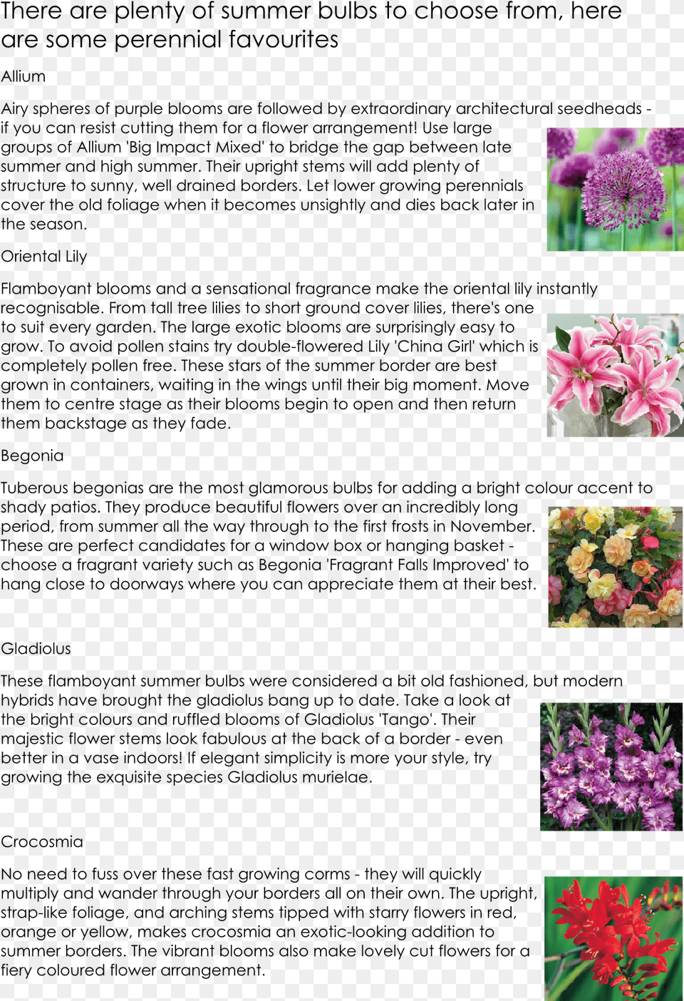 Gladiolus, Purple, Plant, Petal, Geranium Free Transparent Png