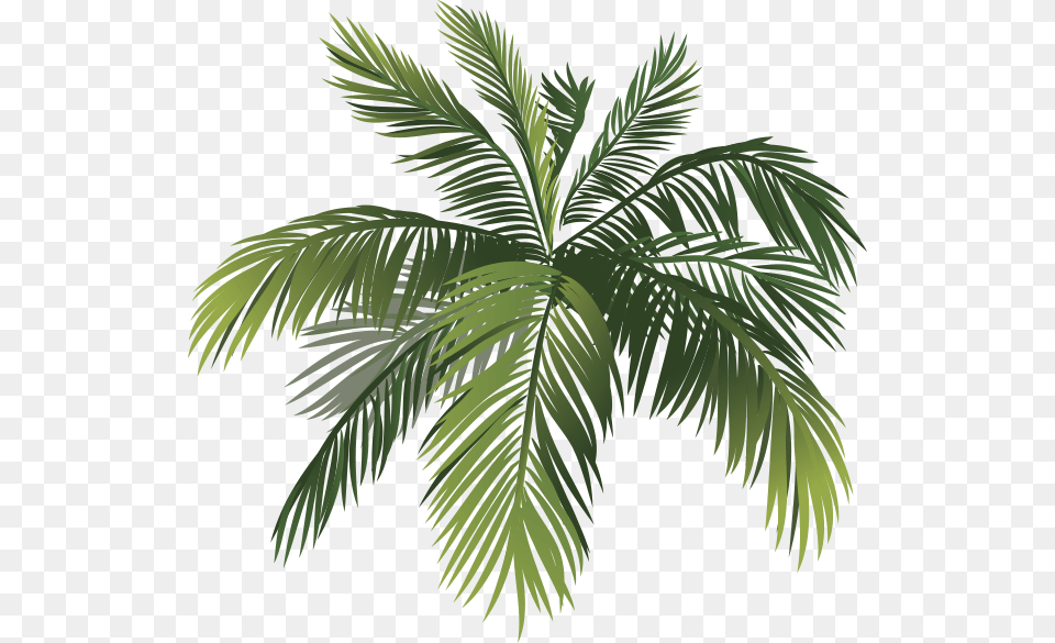 Img Tree, Palm Tree, Plant, Vegetation, Leaf Free Transparent Png