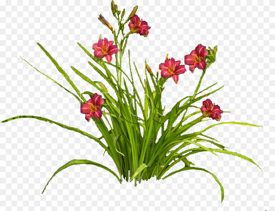Scanlines, Flower, Flower Arrangement, Plant, Flower Bouquet Free Png Download