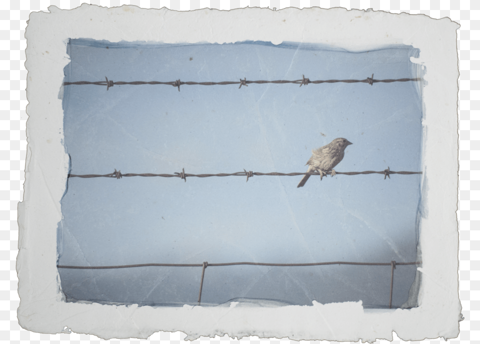 Barbed Wire, Animal, Anthus, Bird, Barbed Wire Png Image