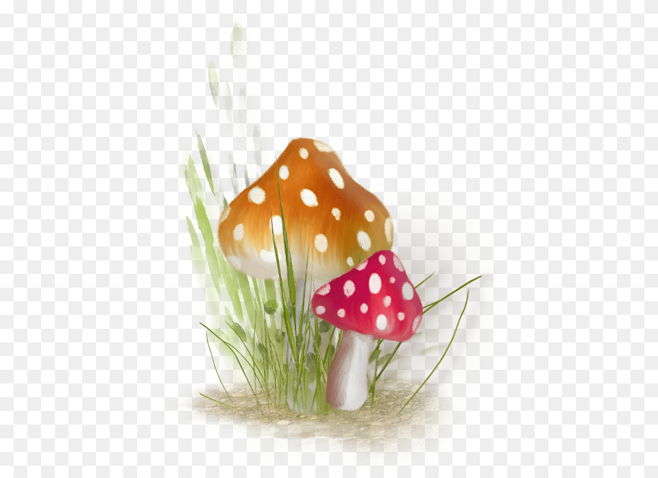 9ce08 E307eff4 Orig Drawing, Fungus, Plant, Agaric, Mushroom Png