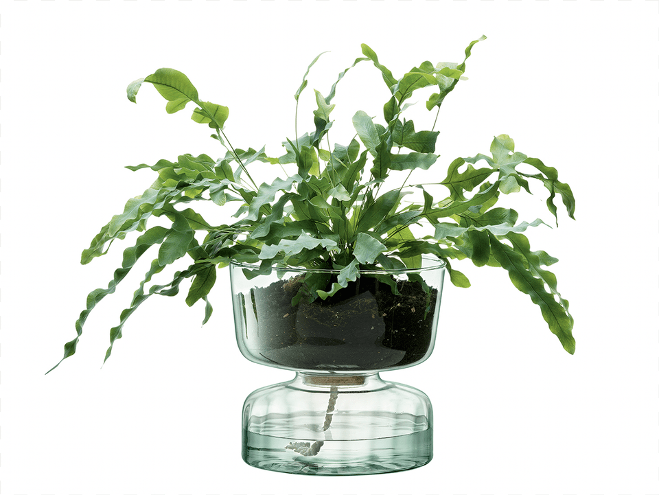 A, Plant, Potted Plant, Jar, Leaf Free Transparent Png